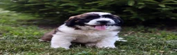Saint Berdoodles dogs for sale: Belle - Ad 7
