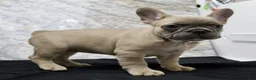 French Bulldog dogs for sale: Sheri - Ad 3
