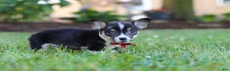 Welsh Corgi Pembroke dogs for sale: Diamond - Ad 5