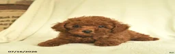 Toy Poodle dogs for sale: Leo  - Ad 4