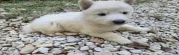 German Shepherd dogs for sale: SnowBall - Ad 3