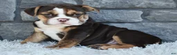 Beabull dogs for sale: Brinley - Ad 3