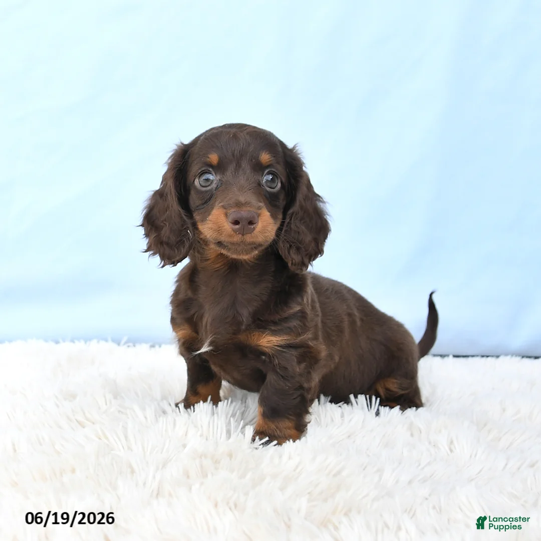 Miniature Dachshund dogs for sale: Ida - Ad 1