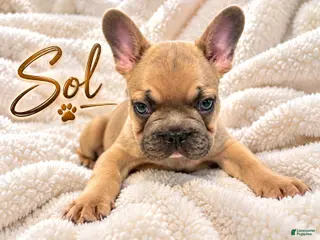 French Bulldog dogs Sol - Ad 22
