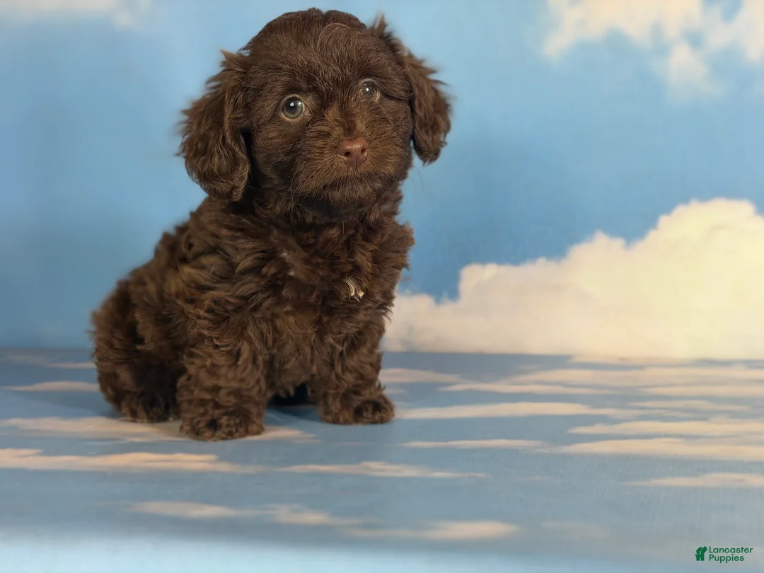 Doxiepoo dogs for sale: Brownie  - Ad 4