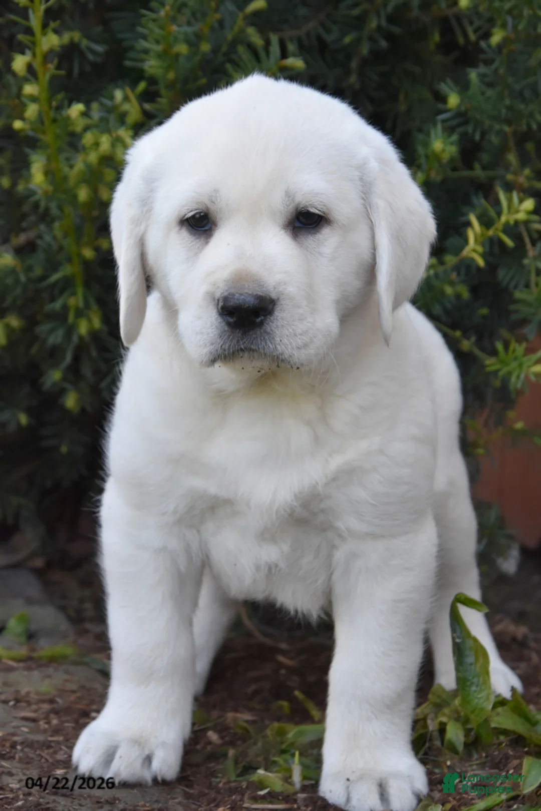 Labrador Retriever dogs for sale: Wrenley - Ad 2
