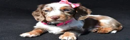Miniature Dachshund dogs for sale: Daisy - Ad 6