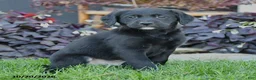 Mixed Breed dogs for sale: Chip - Ad 4