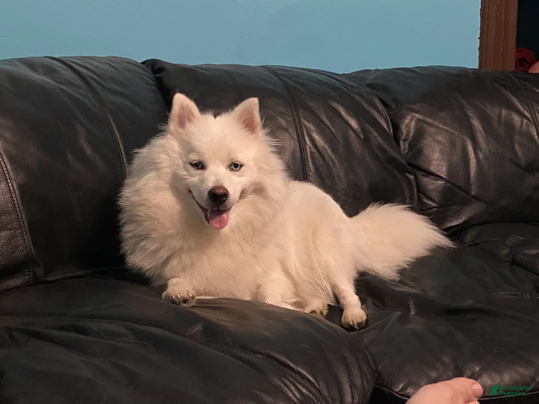 Pomsky dogs for sale: Marty - Ad 28