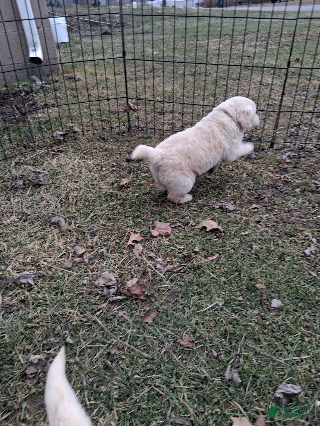 Golden Retriever dogs for sale: Coco - Ad 3