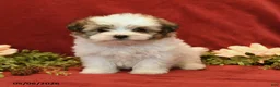 Maltipoo dogs for sale: Bonnie - Ad 3