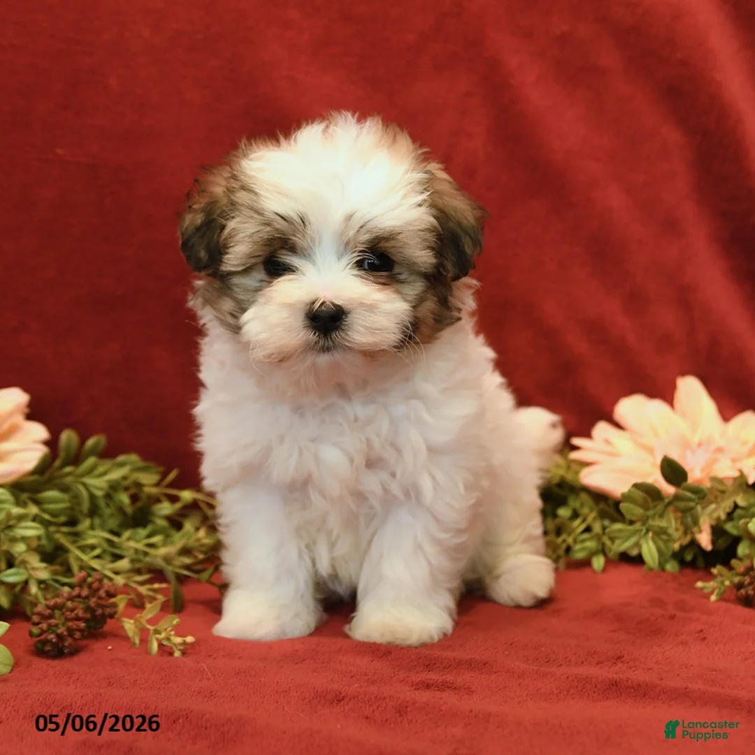 Maltipoo dogs for sale: Bonnie - Ad 3