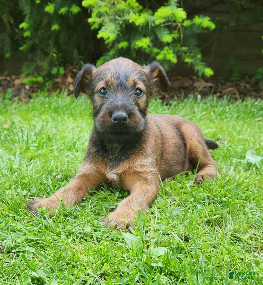 Irish Terrier dogs for sale: River - Ad 4