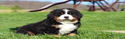 Bernese Mountain Dog dogs for sale: Drew - Ad 4