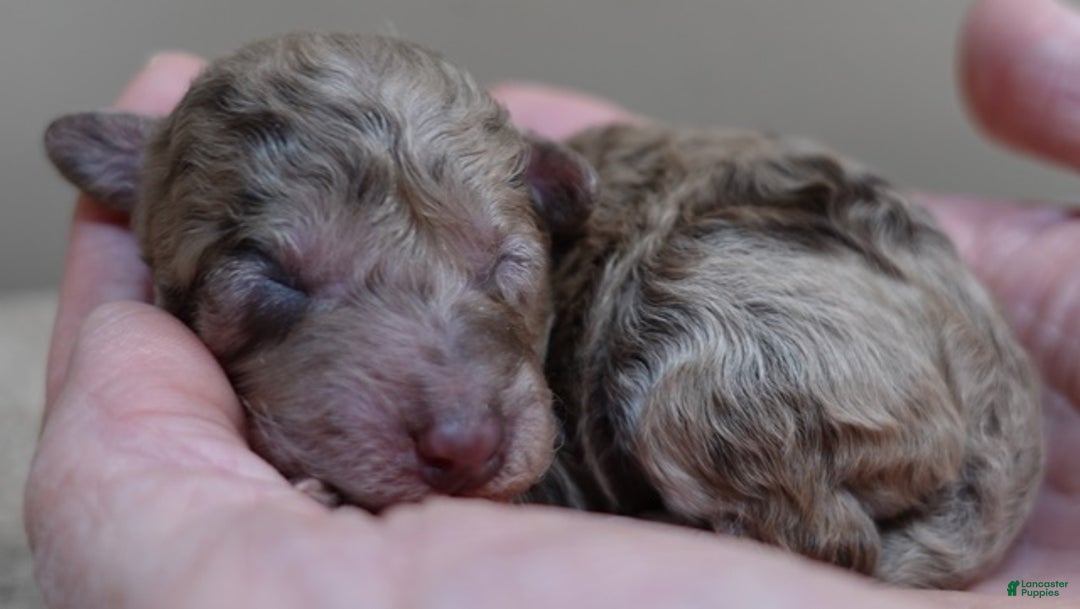 Toy Poodle dogs for sale: Sophia rarest color chocolate merle - Ad 6