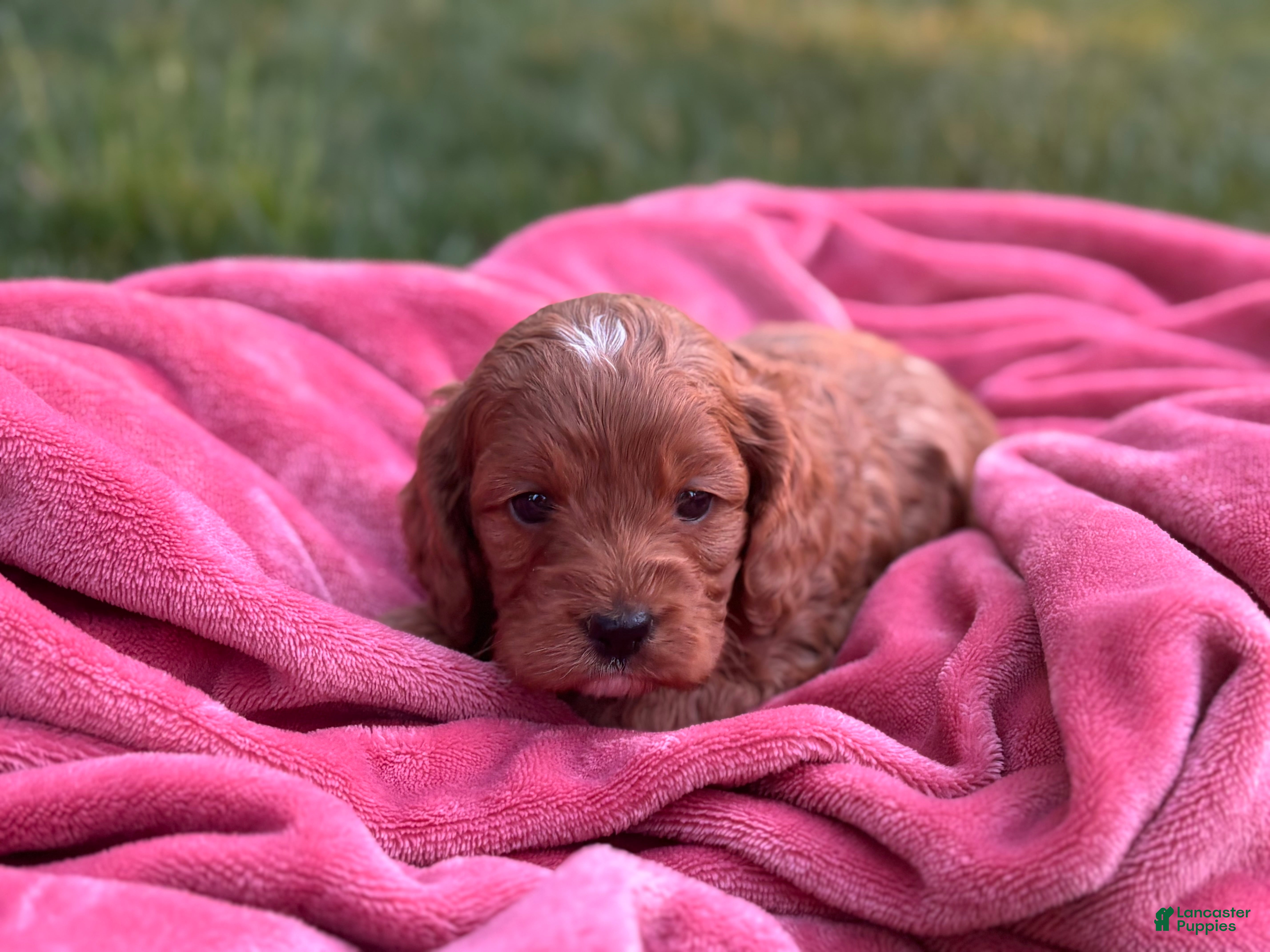 Cockapoo dogs Pete - Ad 1