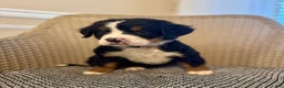 Bernese Mountain Dog dogs for sale: Rosie - Ad 2