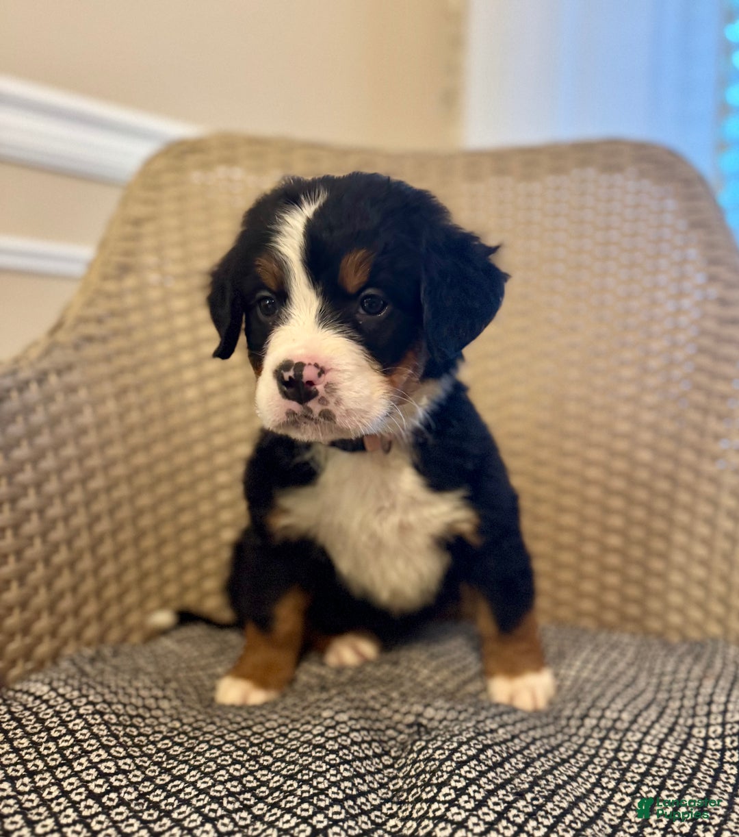 Bernese Mountain Dog dogs for sale: Rosie - Ad 2
