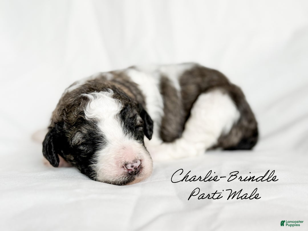 Standard Poodle dogs for sale: Charlie - Ad 3
