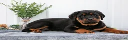 Rottweiler dogs for sale: Allison - Ad 1