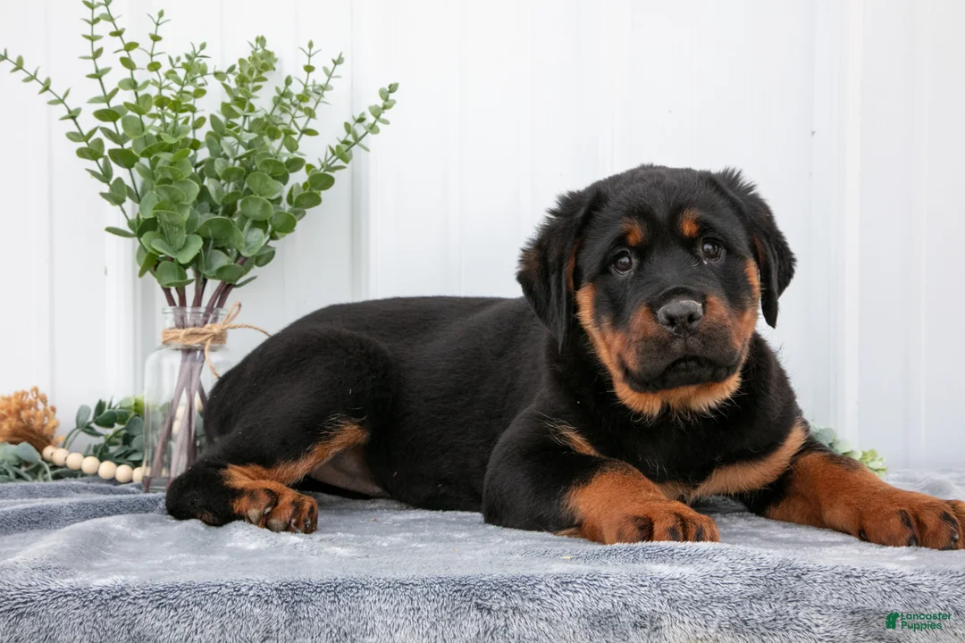 Rottweiler dogs for sale: Allison - Ad 1