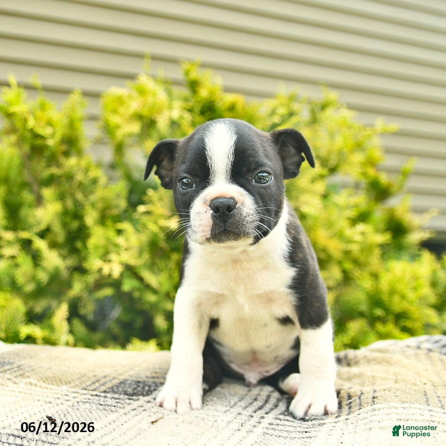 Boston Terrier dogs Leo  - Ad 1