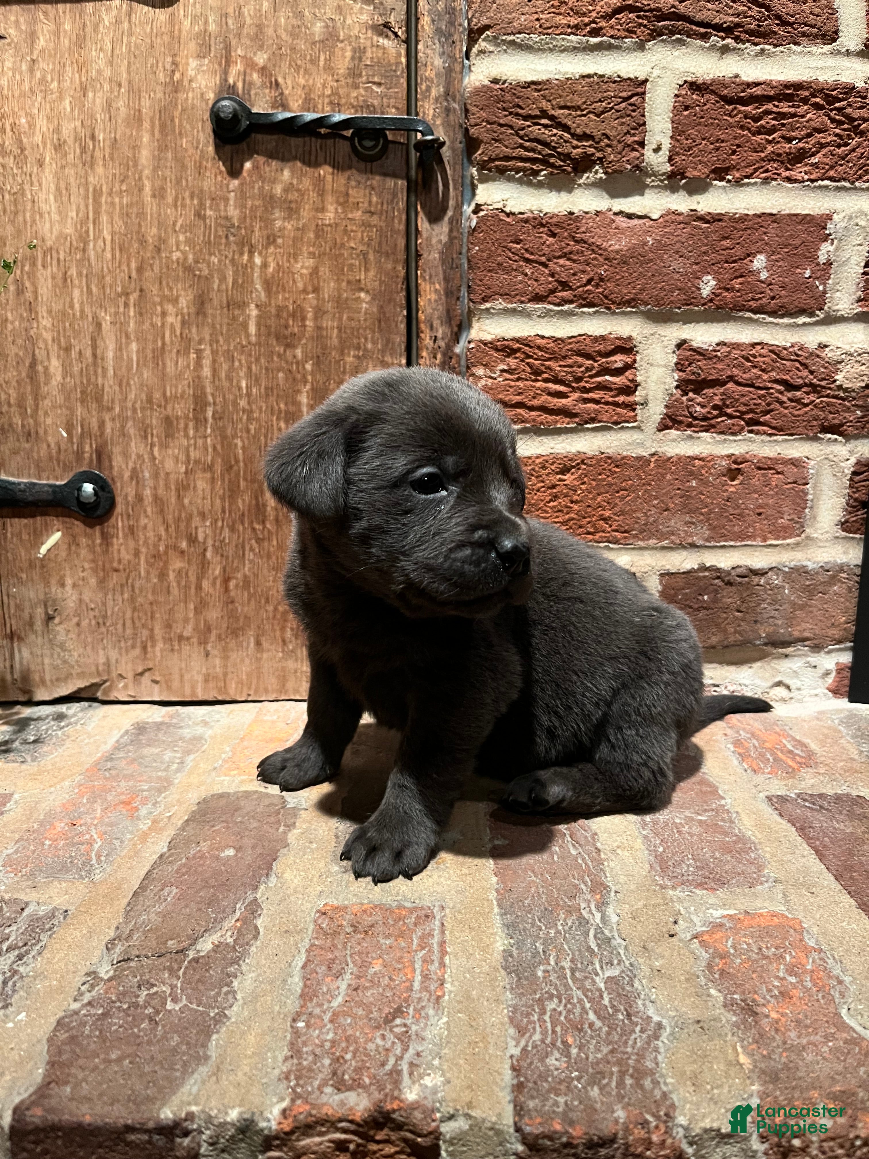 Labrador Retriever dogs Rosey - Ad 1