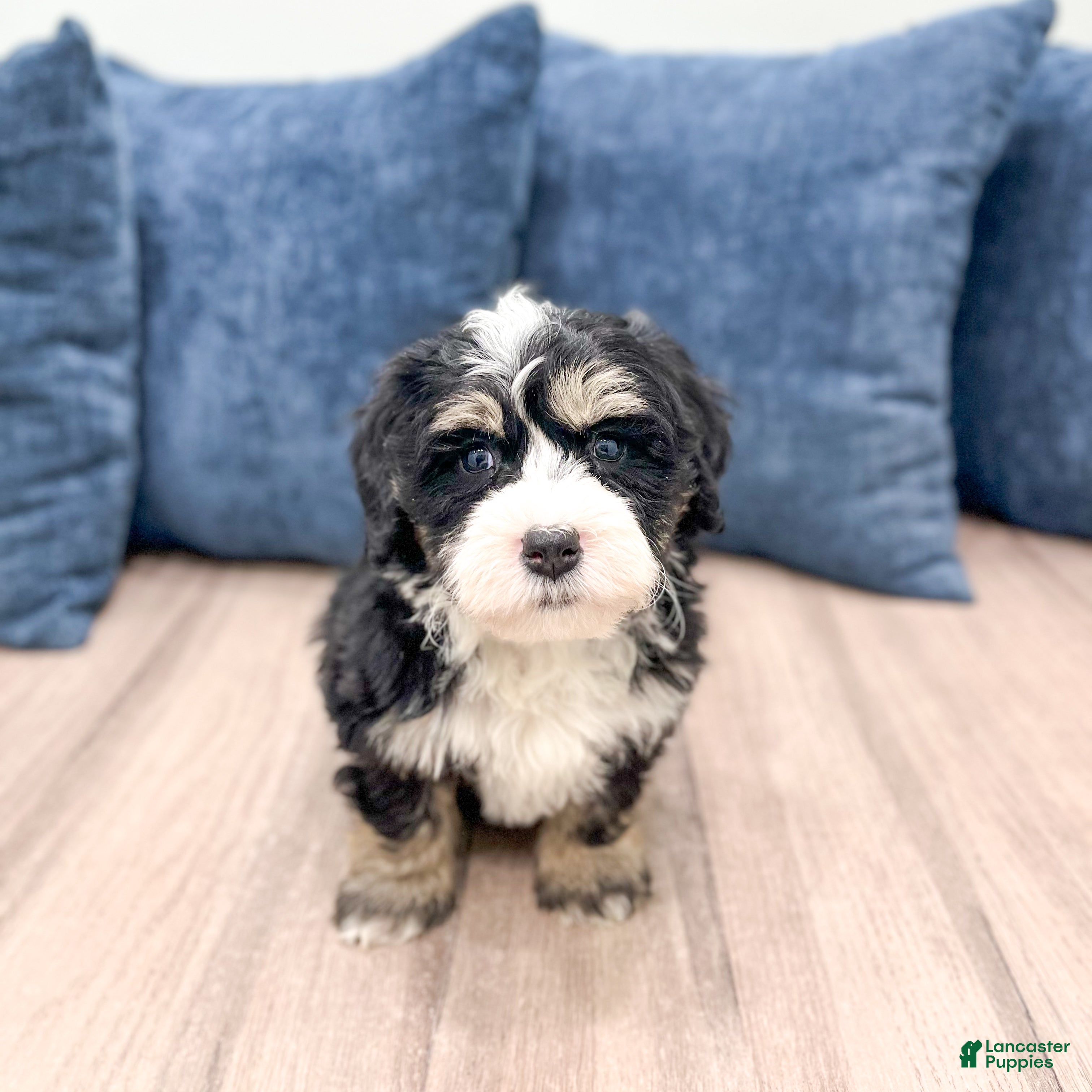Mini Bernedoodle dogs Hunter - Ad 1