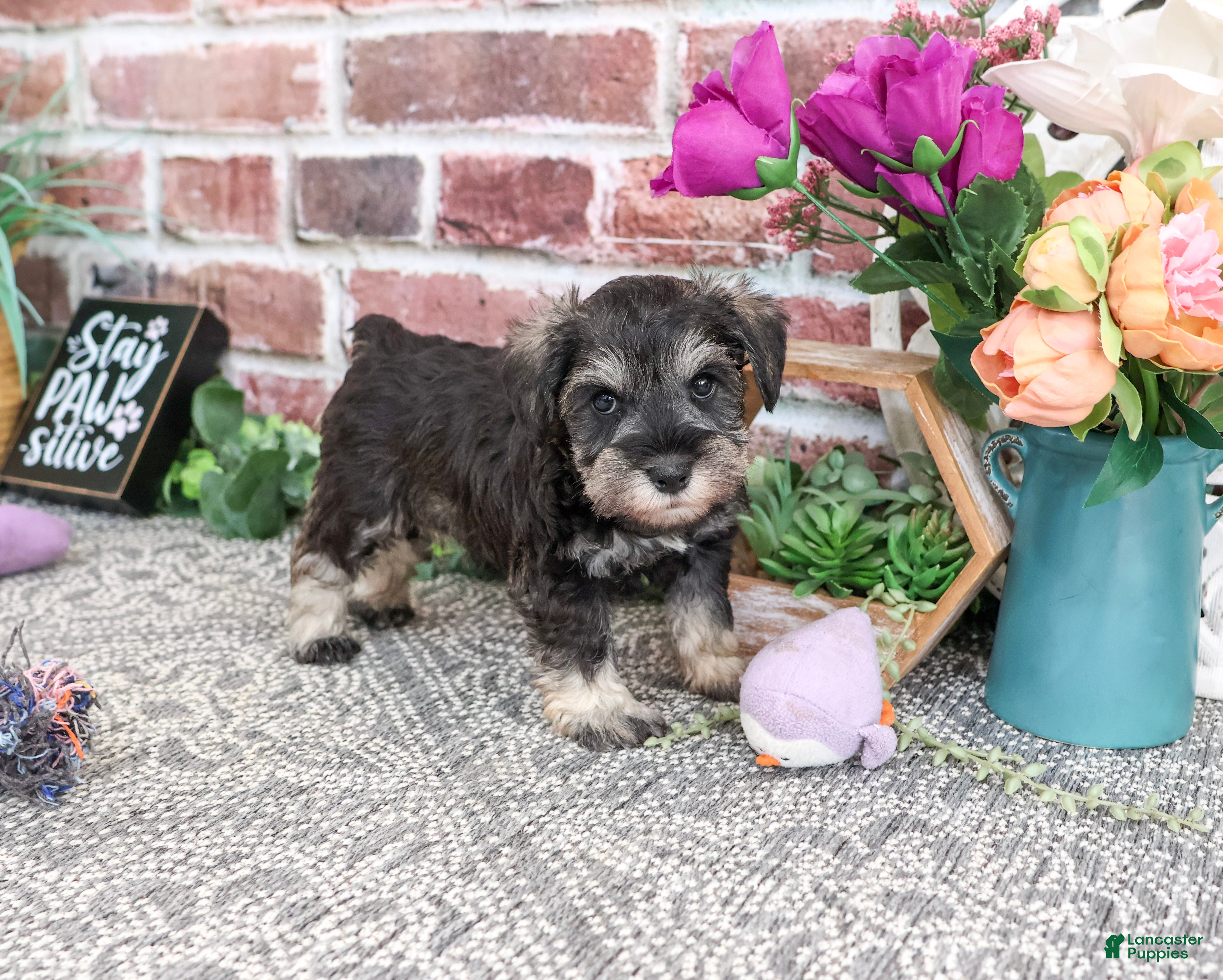 Miniature Schnauzer dogs Libby - Ad 28