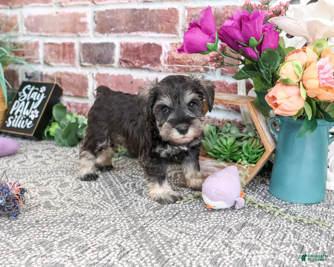 Miniature Schnauzer dogs for sale: Libby - Ad 1