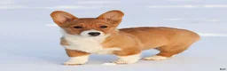 Welsh Corgi Pembroke dogs for sale: Kallie Welsh Corgi Pembroke Puppy - Ad 4