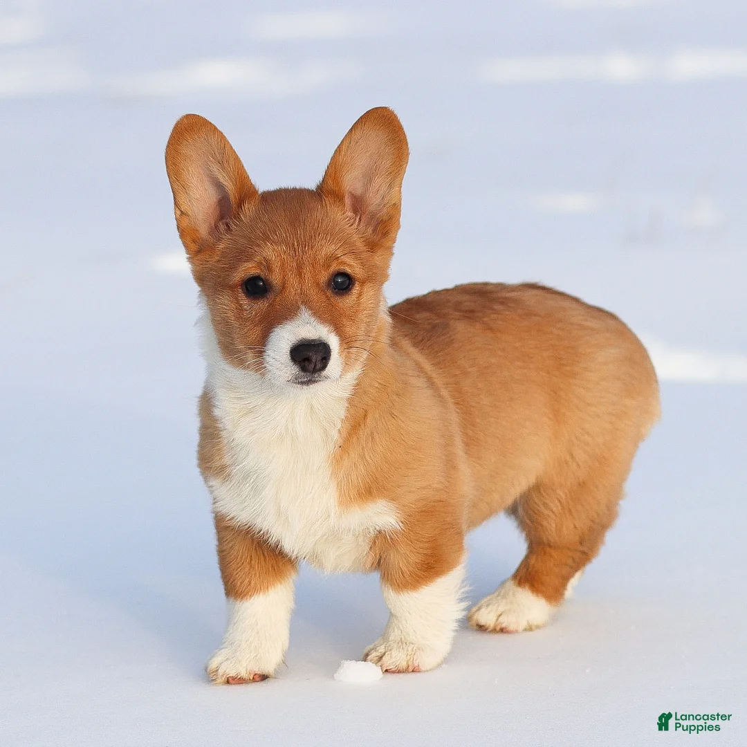 Welsh Corgi Pembroke dogs for sale: Kallie Welsh Corgi Pembroke Puppy - Ad 4