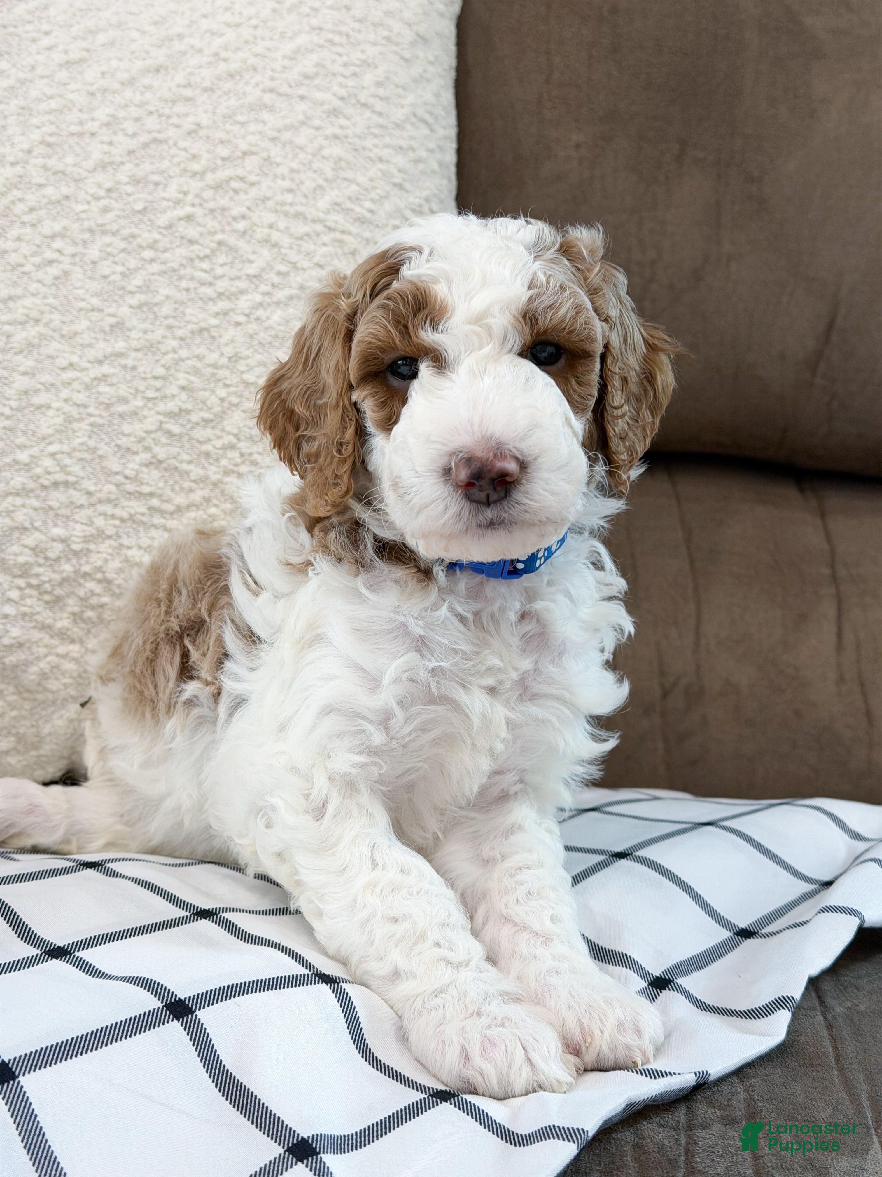 Goldendoodle dogs Nash - Ad 2