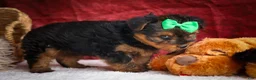 Yorkshire Terrier dogs for sale: DUKE - Ad 15