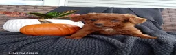 Mixed Breed dogs for sale: Oscar - Ad 2