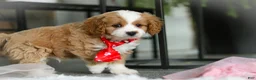 Cavapoo dogs for sale: Maverick - Ad 7