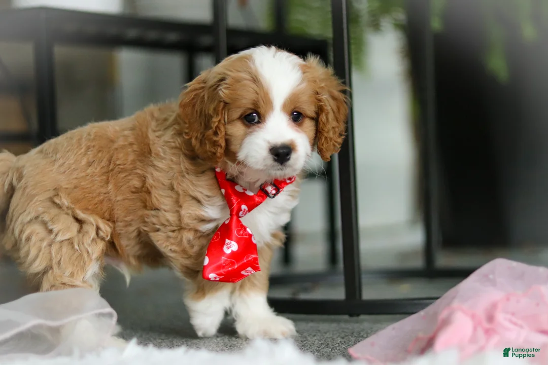 Cavapoo dogs for sale: Maverick - Ad 7