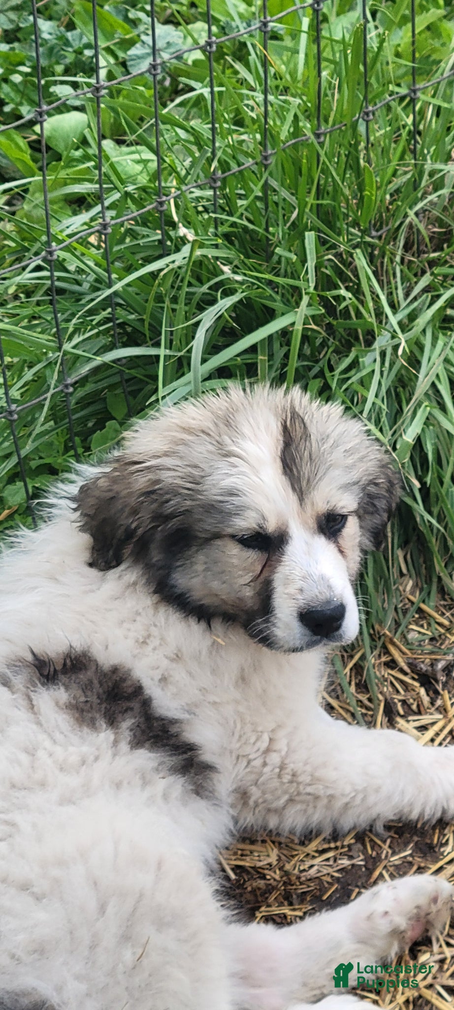 Great Pyrenees dogs Great Pyrenees Puppy 2 - Ad 10