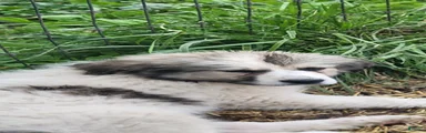 Great Pyrenees Puppy 2