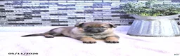 German Shepherd dogs for sale: Asia - Ad 3
