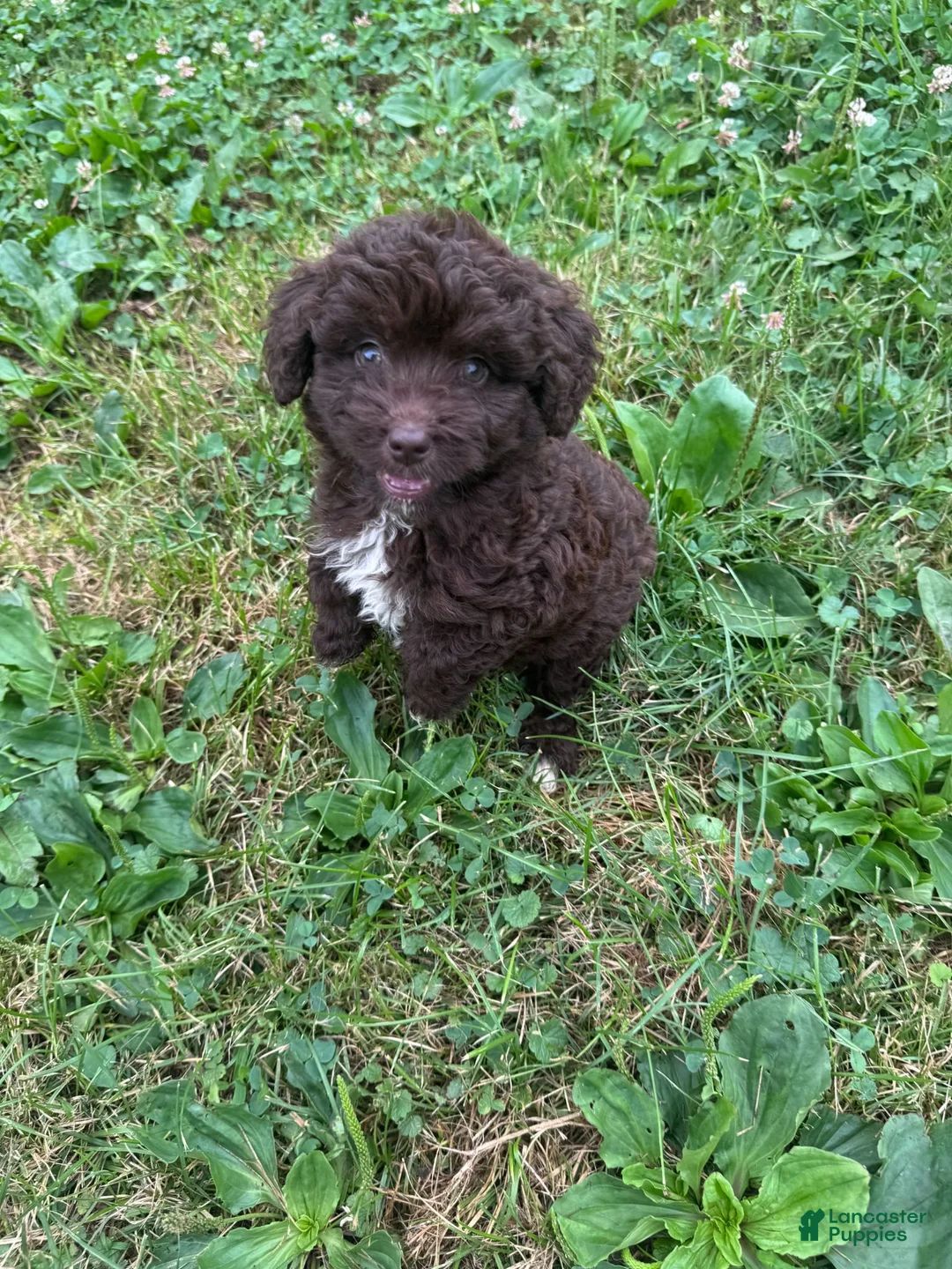 Mini Aussiedoodle dogs for sale: Mini Aussiedoodle Puppy 4 - Ad 2