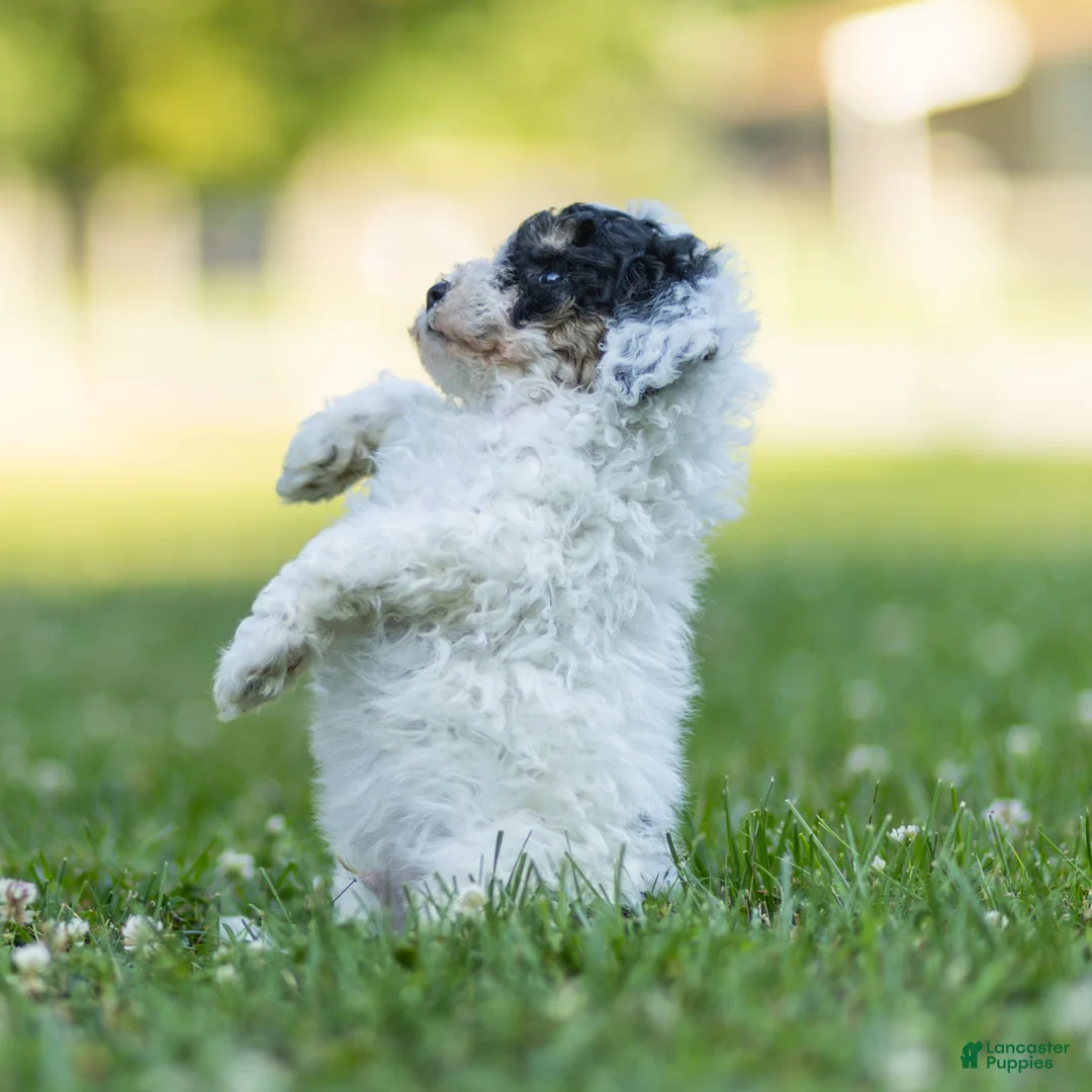 Miniature Poodle dogs for sale: Spike Miniature Poodle  - Ad 2