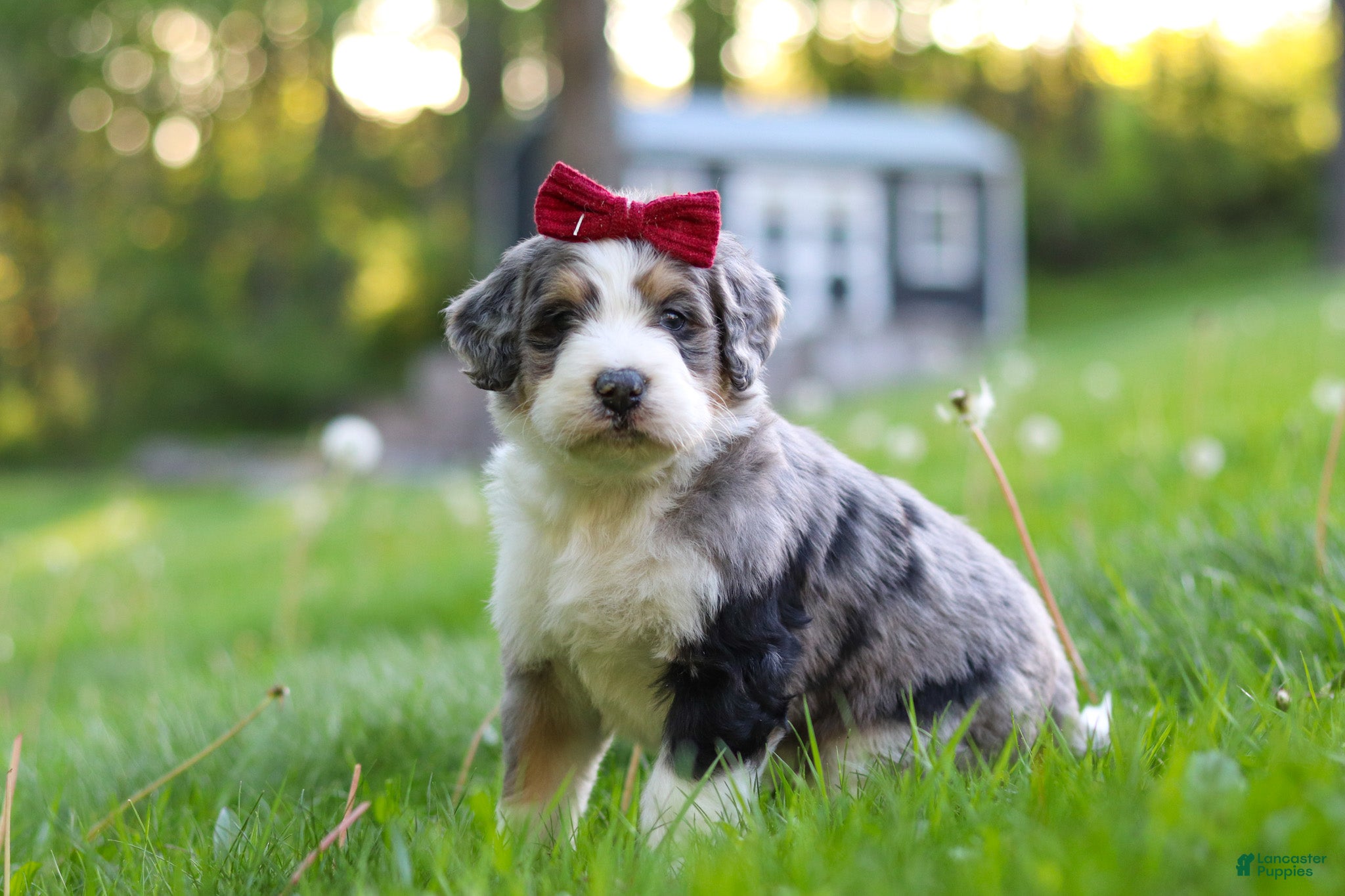 Bernedoodle dogs for sale: Dolly - Ad 2