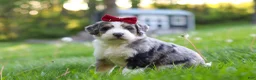 Bernedoodle dogs for sale: Dolly - Ad 1