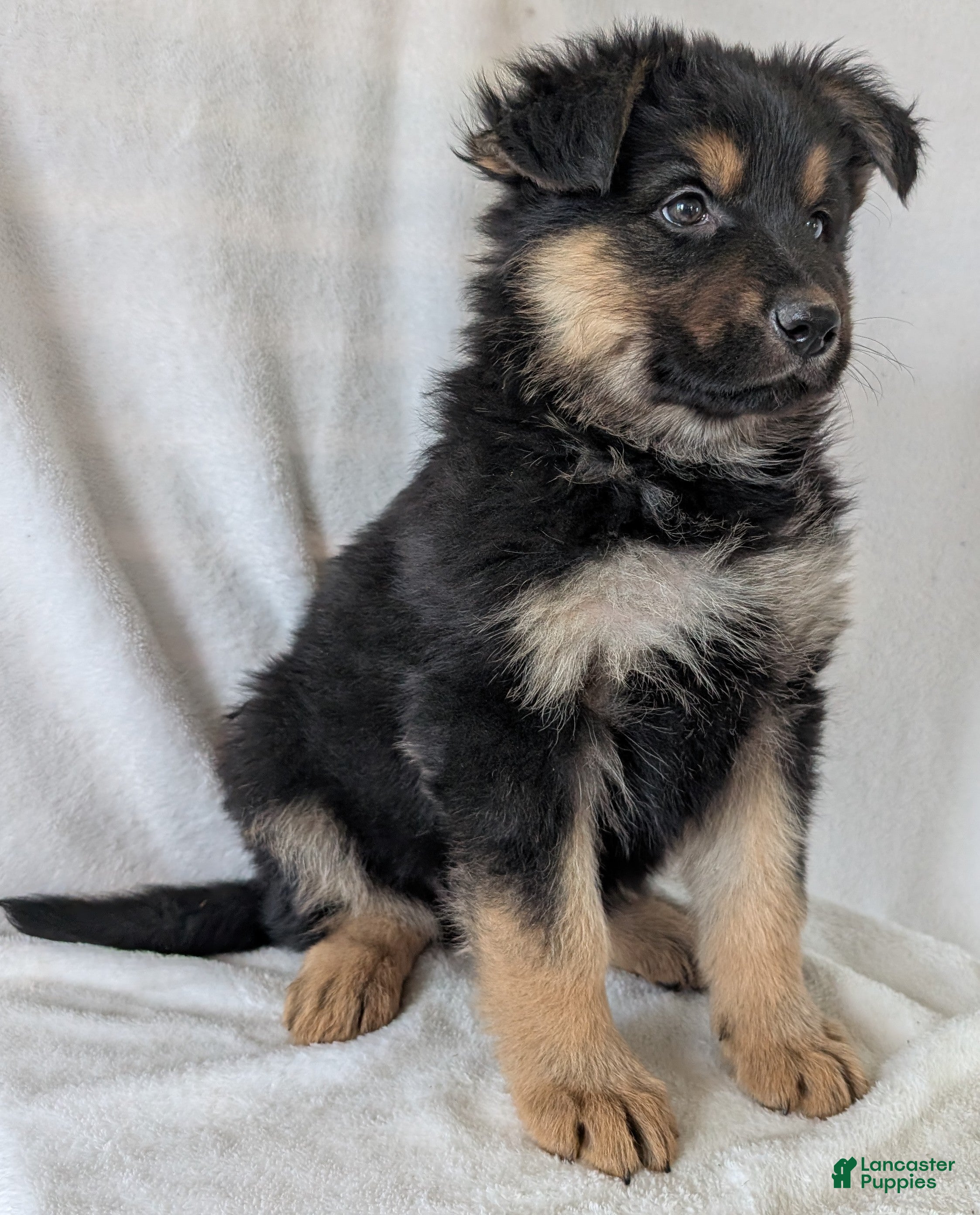 German Shepherd dogs Katy  - Ad 2