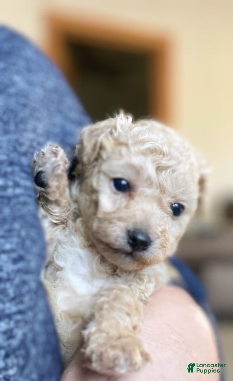 Toy Poodle dogs SWEET CAMERON  - Ad 2