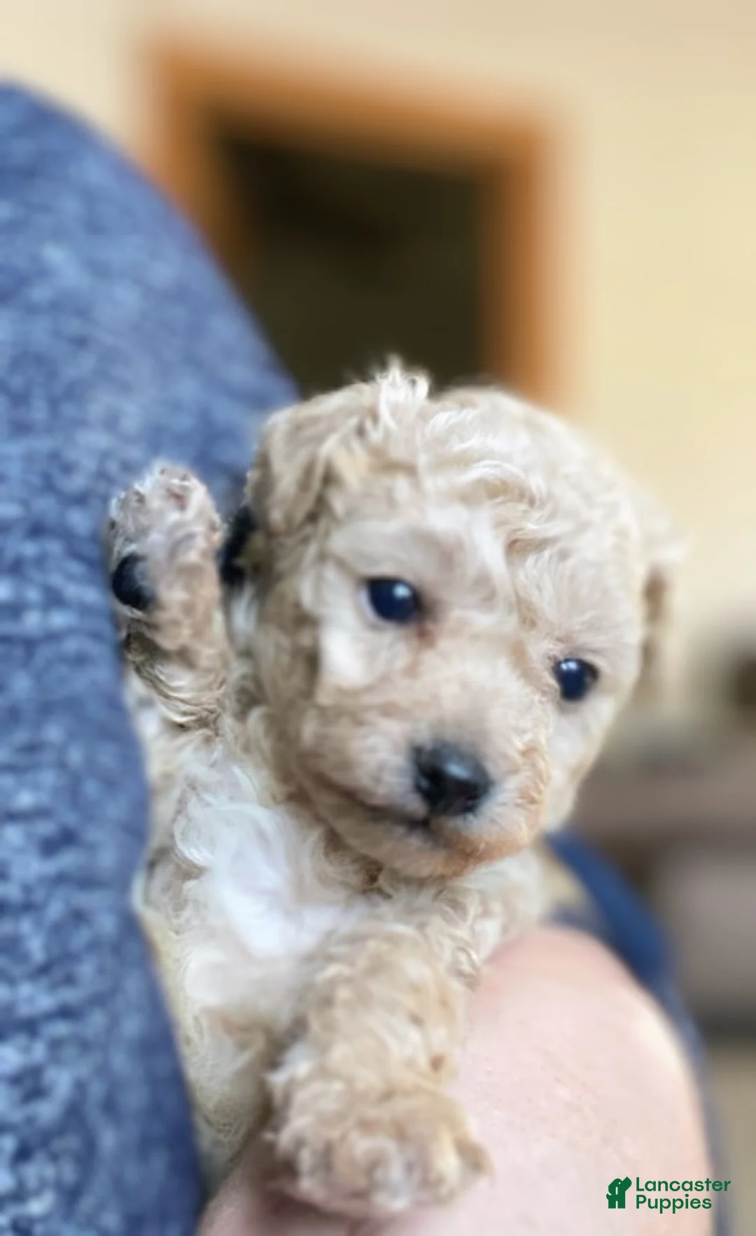 Toy Poodle dogs for sale: SWEET CAMERON  - Ad 2