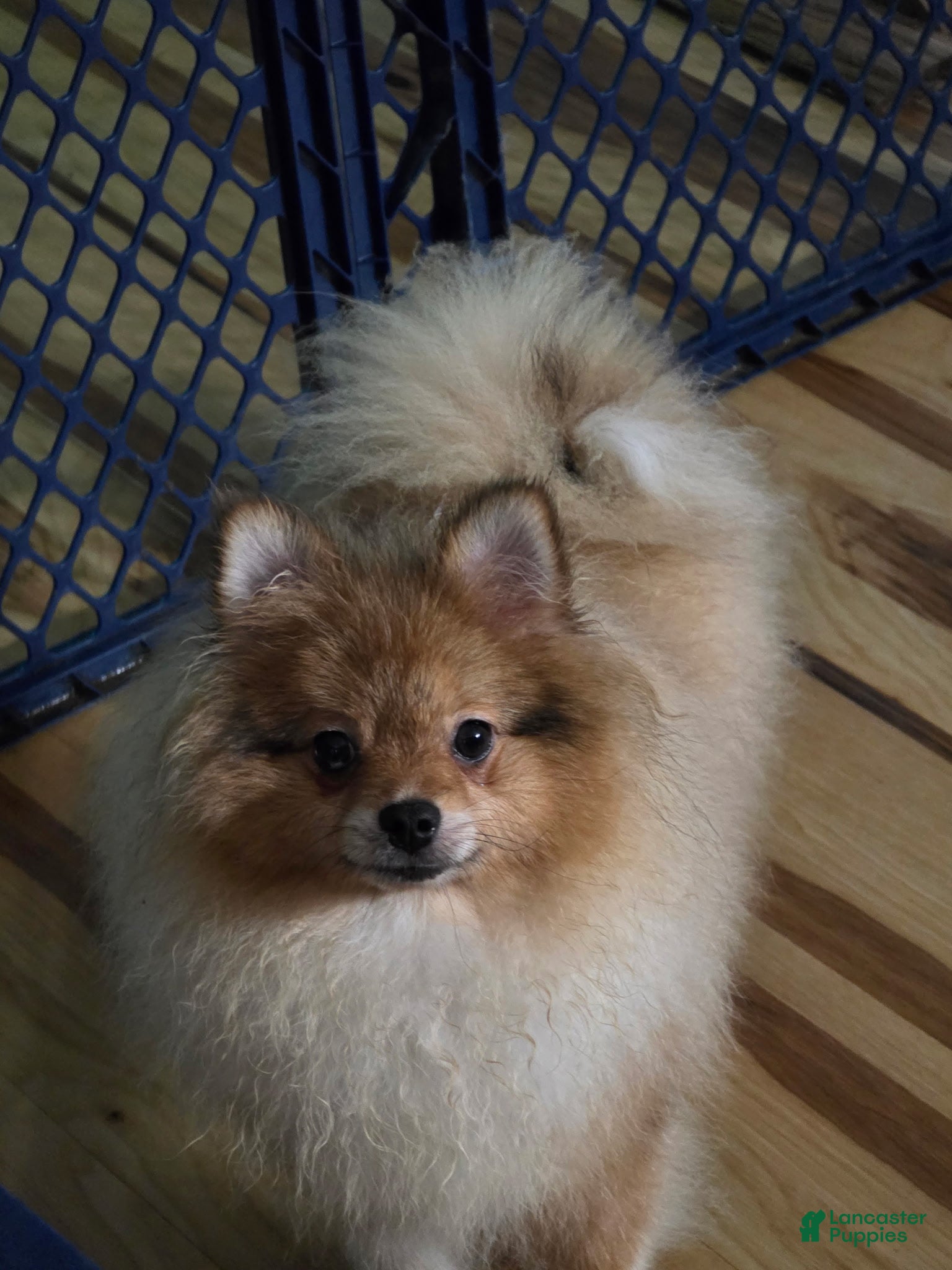 Pomeranian dogs Bo male Pomeranian  - Ad 5
