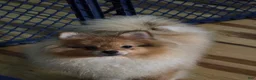 Pomeranian dogs for sale: Bo male Pomeranian  - Ad 1