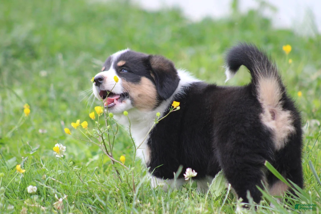 Mixed Breed dogs for sale: Sophia💗🐾 - Ad 2